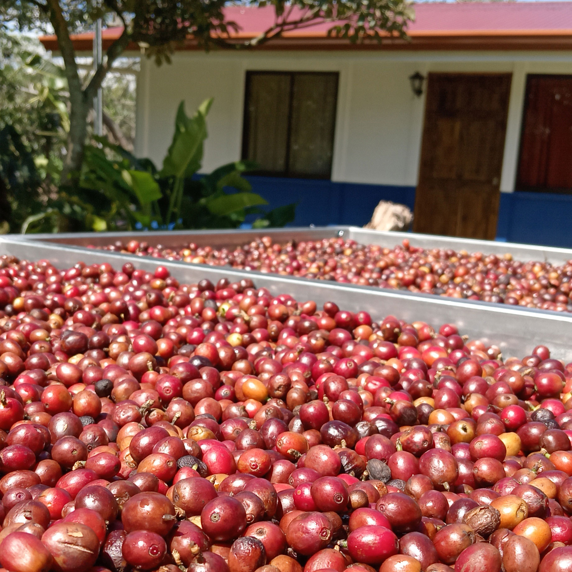 Café en fruta durante la cosecha en Orejiblanco